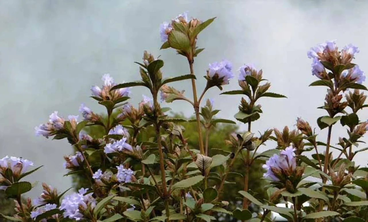 eravikulam national park,neelakurinji,munnar