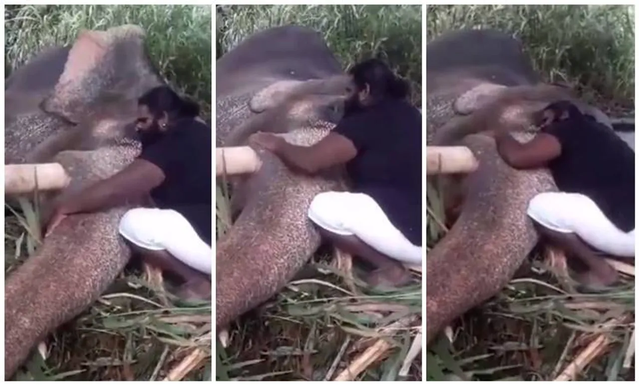 അല്ലിയിളം പൂവോ... പാട്ടുപാടി ആനയെ ഉറക്കുന്ന ഒരു മനുഷ്യന്‍
