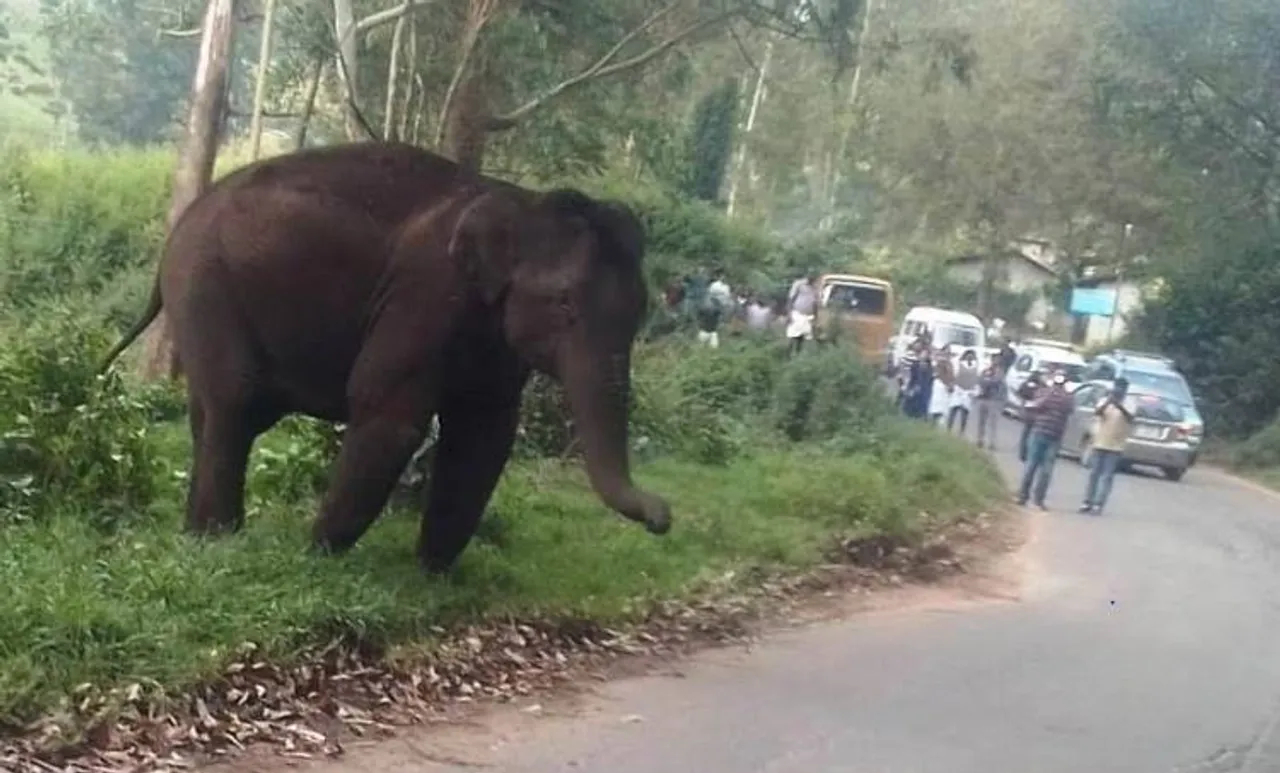 wild elephant in munnar mattupetty road