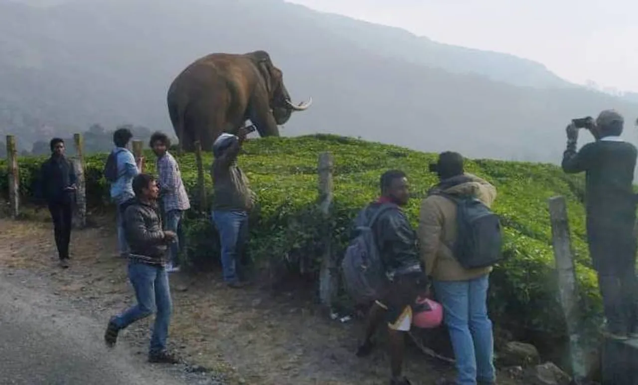padayappa, munnar, ie malayalam, പടയപ്പ, മൂന്നാർ, ഇ മലയാളം
