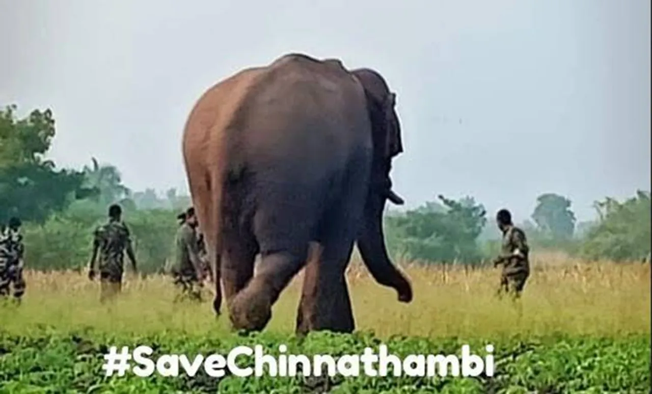 പിറന്ന കാട് തേടി അലയുന്ന കൊമ്പൻ; ചിന്നത്തമ്പിയുടെ പ്രയാണം നൊമ്പരമാകുന്നു