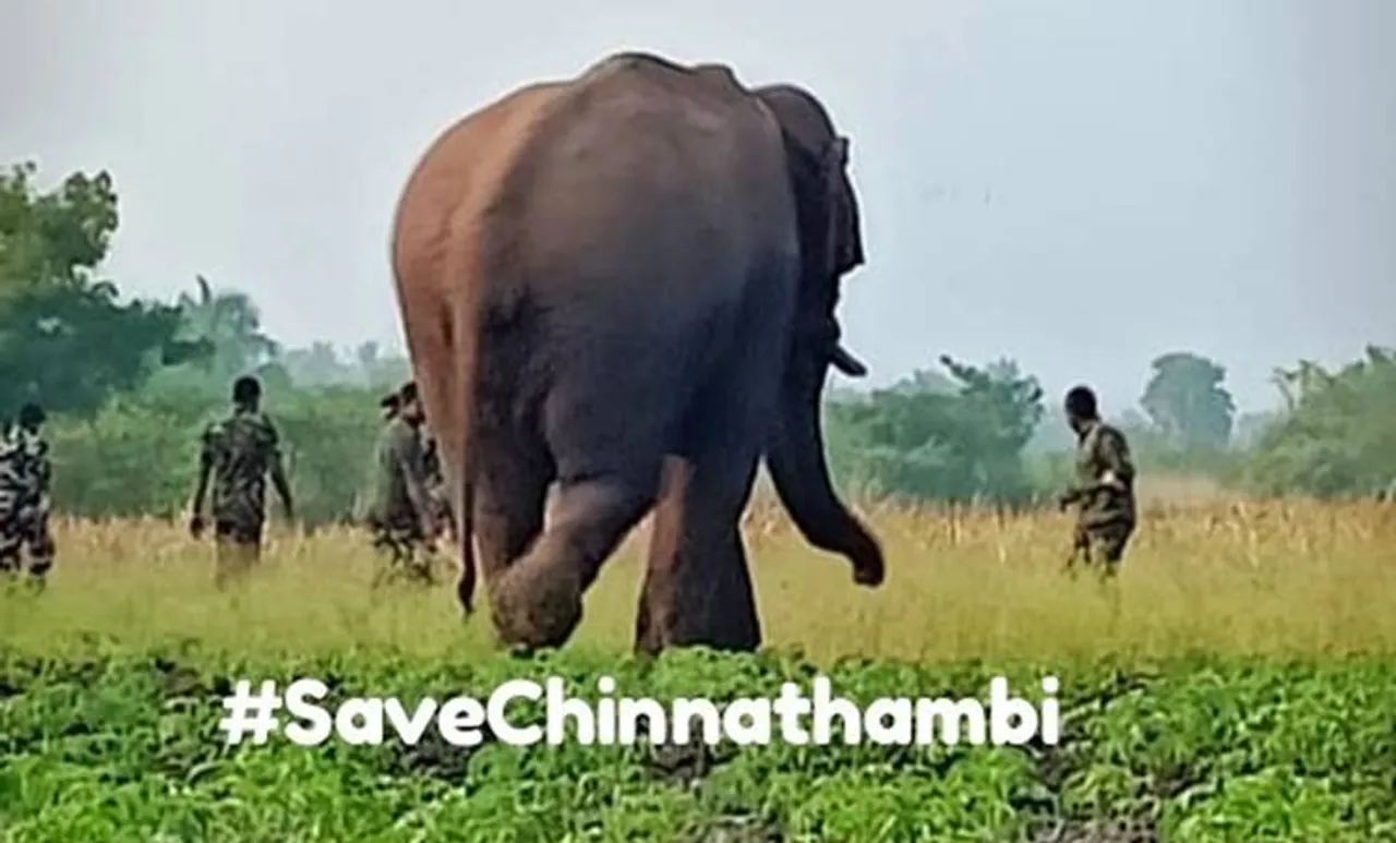 നാട്ടാന പരിശീലനത്തിന്റെ പാഠങ്ങള്‍ പഠിക്കാൻ ചിന്നത്തമ്പി ഇനി വരഗളിയാറിലെ സ്‌കൂളില്‍