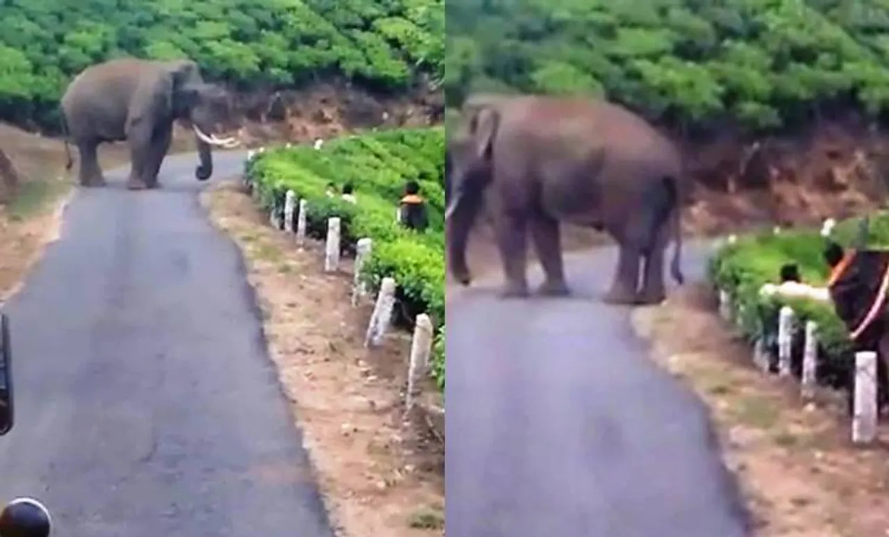 പടയപ്പയ്ക്കു നേരെ കല്ലേറ്; വനംവകുപ്പ് അന്വേഷണം തുടങ്ങി