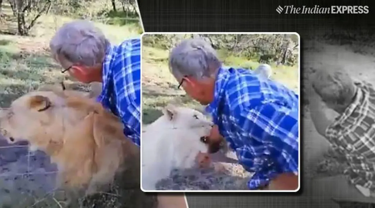lion attack, south afrca, ie malayalam