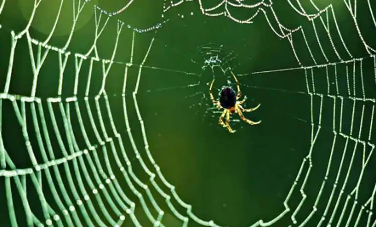 spider, ie malayalam