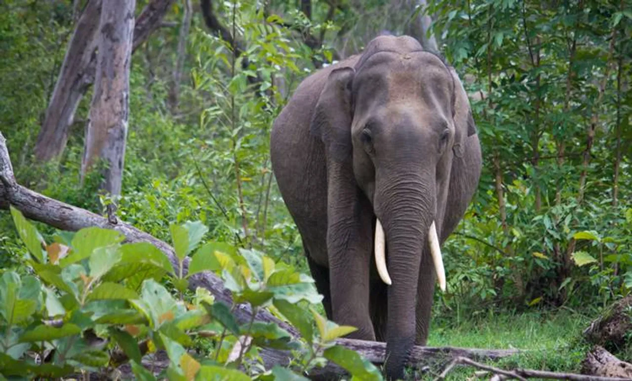 Elephant attack , ആന ആക്രമണം, Animals, മൃഗങ്ങള്‍, Elephant, ആന Chathisgarh, ചത്തീസ്ഗഢ്