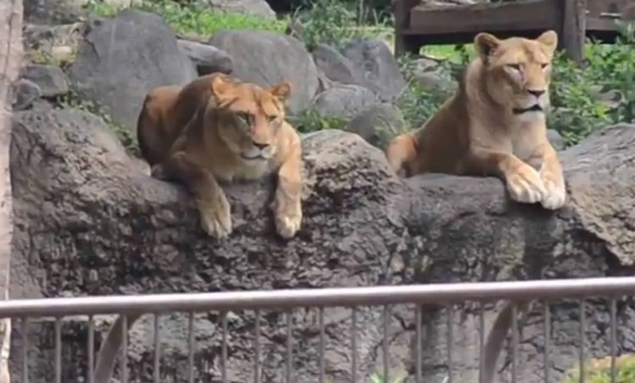 Lion, സിംഹം, Trolls, ട്രോളുകള്‍, zoo, മൃഗശാല, japan, ജപ്പാന്‍, social media, സോഷ്യല്‍മീഡിയ, viral video വൈറല്‍ വീഡിയോ
