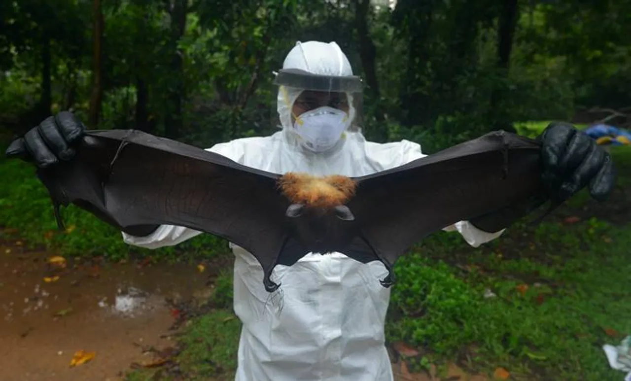 നിപ പരത്താന്‍ സാധ്യതയുള്ള 10 ഇനം വവ്വാലുകള്‍ കൂടി ഉണ്ടെന്ന് പഠനം