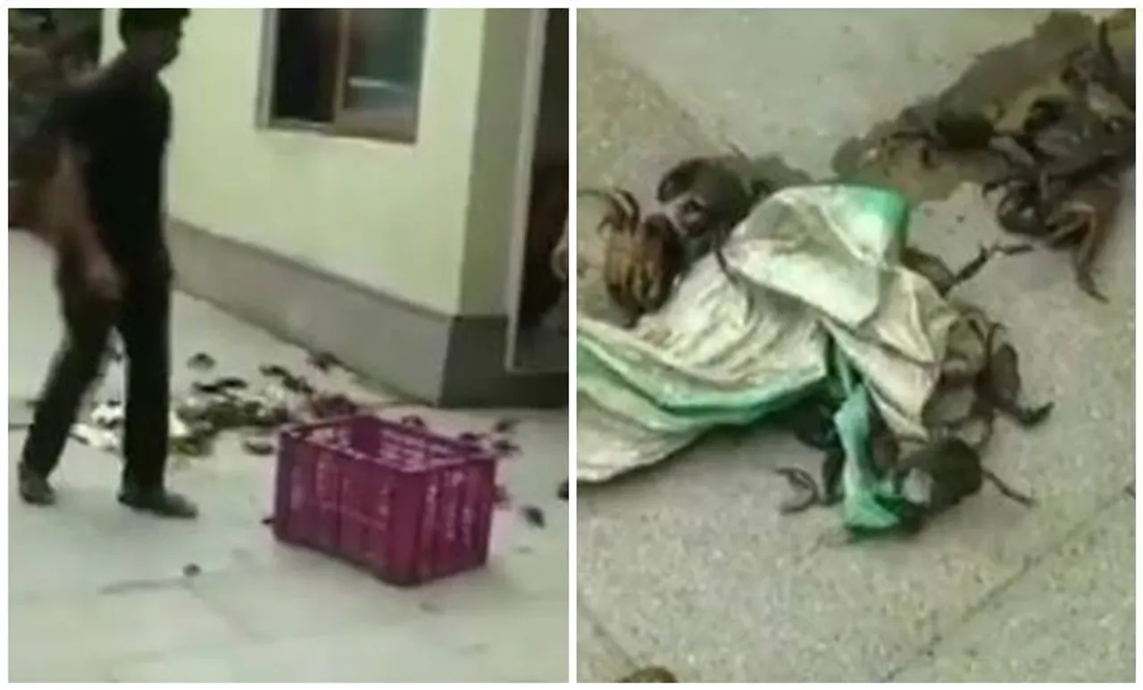 'ഡാം തകര്‍ത്തത് ഞണ്ടുകള്‍'; മന്ത്രിയുടെ വീട്ടിലേക്ക് ഞണ്ടുകളെ എറിഞ്ഞ് എന്‍സിപി പ്രവര്‍ത്തകര്‍