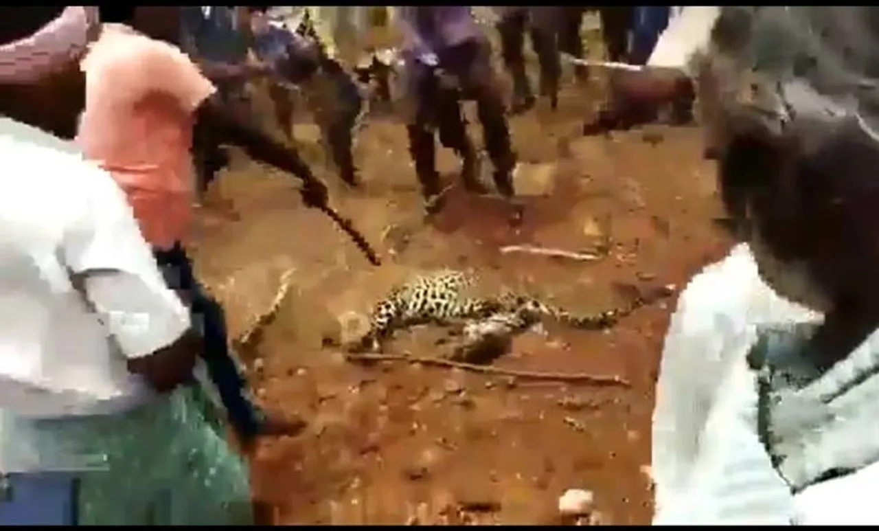Leopard, പുലി, Karnataka, കര്‍ണാടക, mob lynching, ആള്‍ക്കൂട്ട കൊലപാതകം, death, ചത്തു, viral video വൈറല്‍ വീഡിയോ