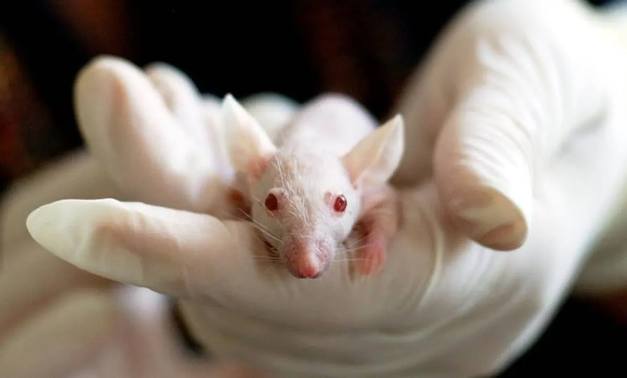 HIV, എച്ച്ഐവി, AIDS, എയിഡ്സ്, mouse, എലി scientists, ശാസ്ത്രജ്ഞര്‍