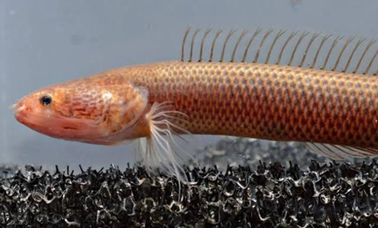 new fish, പുതിയ മത്സ്യം, thiruvalla, തിരുവല്ല, new varal, പുതിയ വരാല്‍, varal fish, ie malayalam,
