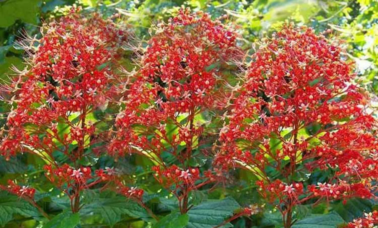 onam, ഓണം, onam holiday, ഓണം അവധി, onam govt holiday, ഓണം സർക്കാർ ഓഫിസുകൾ അവധി, onam school holiday, ie malayalam, ഐഇ മലയാളം