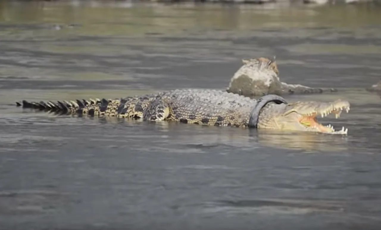 Palu,crocodile,bike tyre,crocodile stuck in tyre,Palu Indonesia,indonesia crocodile, ഇന്തോനേഷ്യ, മുതല, ടയര്‍ കുടുങ്ങിയാല്‍