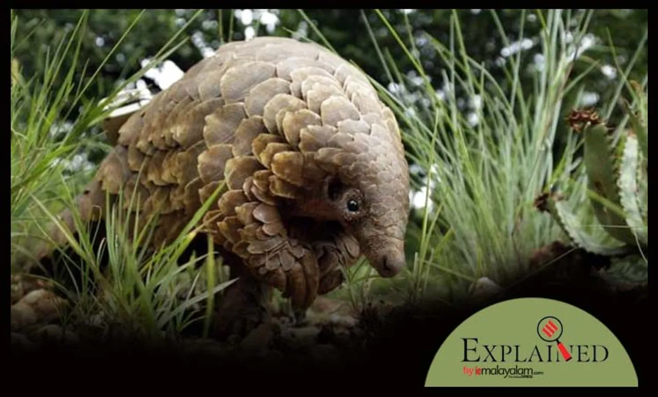 Pangolins, ഈനാംപേച്ചികൾ, Pangolins source of coronavirus, കൊറോണ വൈറസിന്റെ ഉറവിടം ഈനാംപേച്ചികൾ, coronavirus latest updates, why are Pangolins eaten, chinese eat Pangolins, indian express, express explained, iemalayalam, ഐഇ മലയാളം