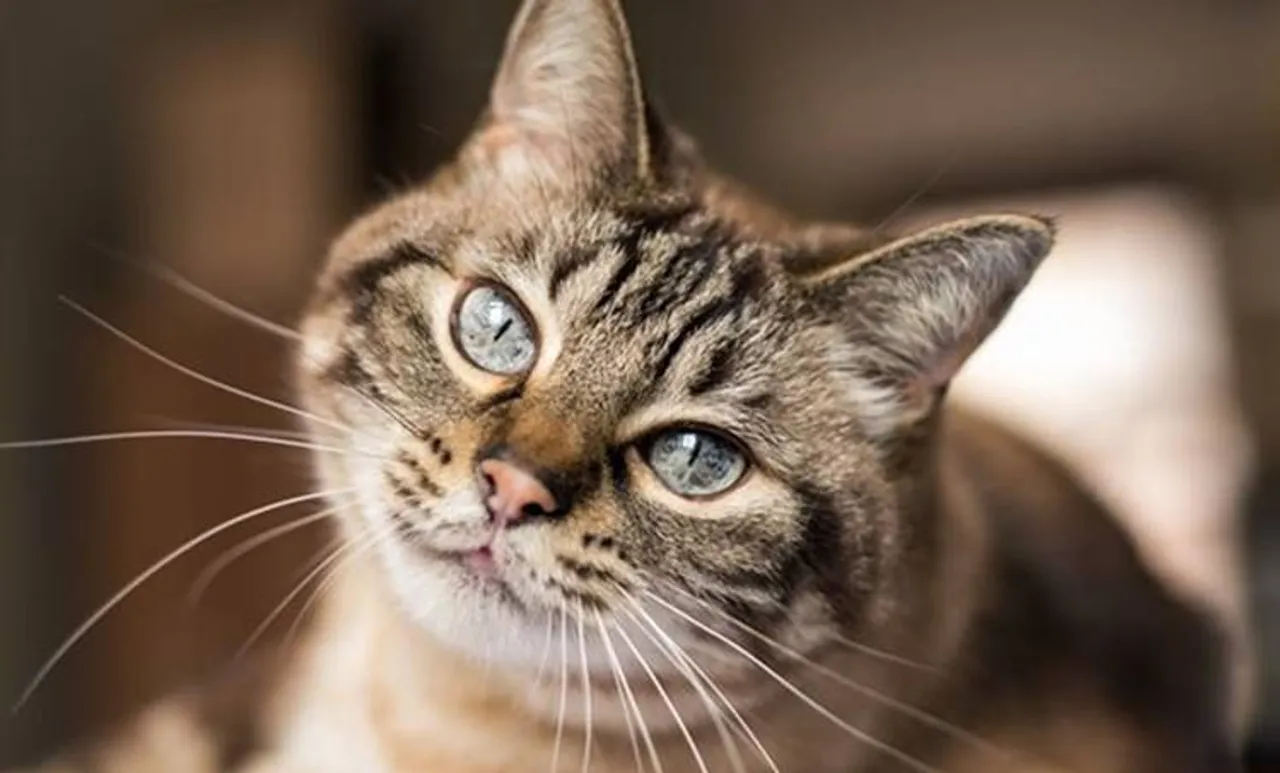 cat,ie malayalam