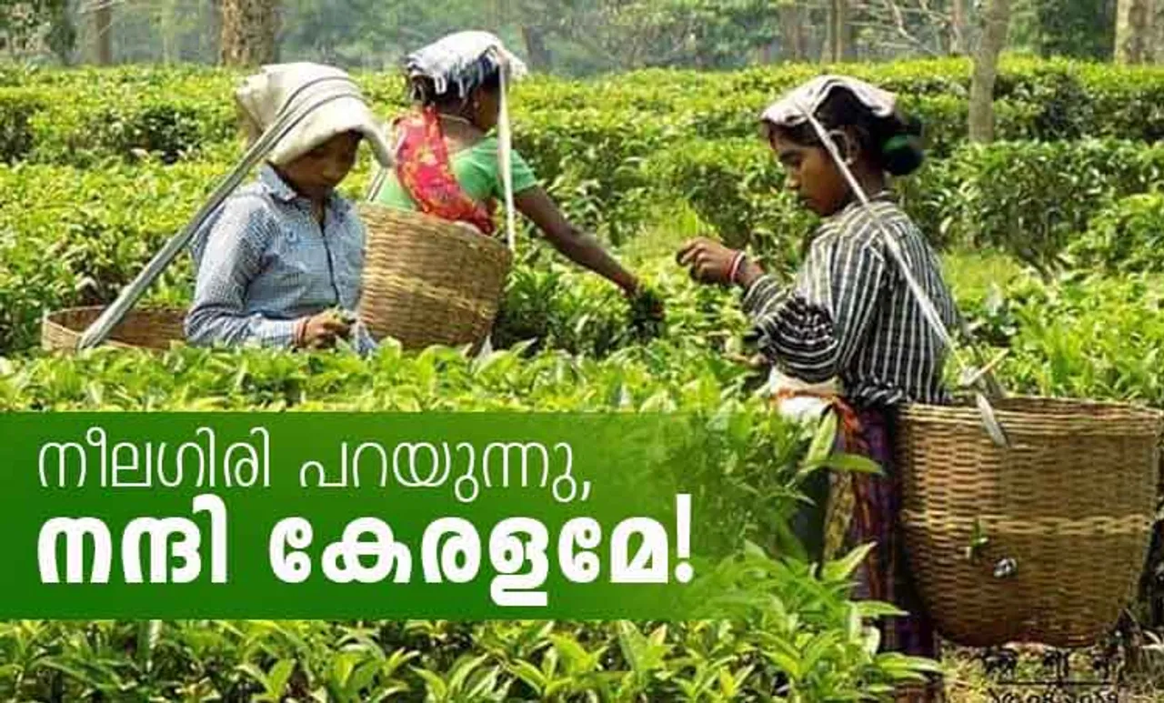 നീലഗിരി തേയിലയ്ക്ക് കൈത്താങ്ങായി കേരളത്തിന്റെ 'കരുതല്‍'