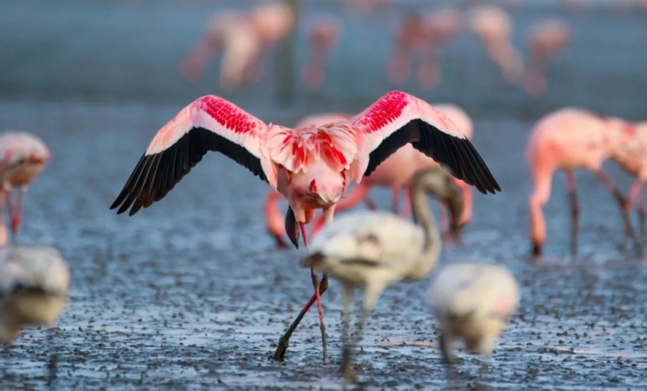 lockdown, Mumbai, covid, flamingo, environment, environment news, ലോക്ക്ഡൗൺ, മുംബൈ, ഫ്ലമിംഗോ, പരിസ്ഥിതി, പരിസ്ഥിതി വാർത്ത, ie malayalam, ഐഇ മലയാളം