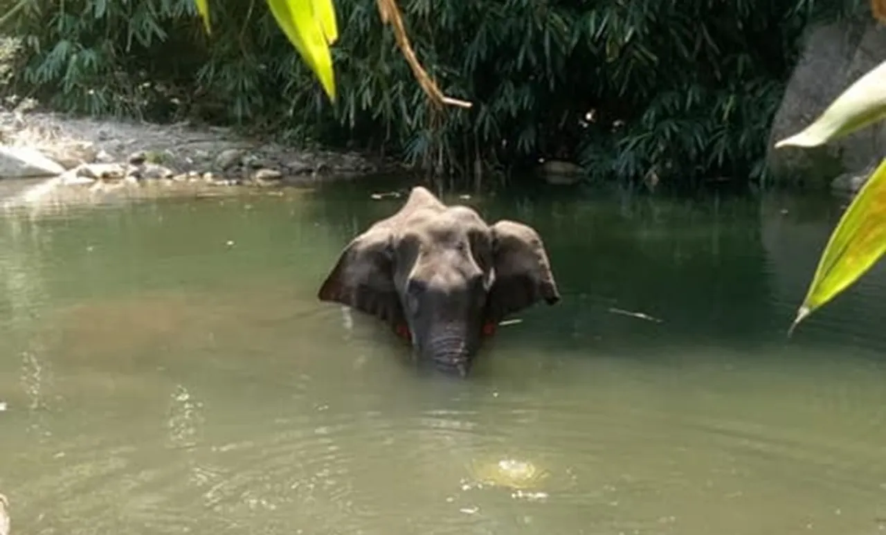 Elephant,Elephant Death, Elephant crackers, ആന, ആന കെണി, ആന മരണം, ie malayalam, ഐഇ മലയാളം