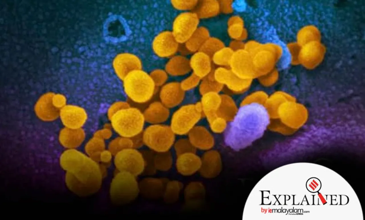 coronavirus spread, Covid-19, SARS-CoV-2, University College London, hospital bed, Indian express explained