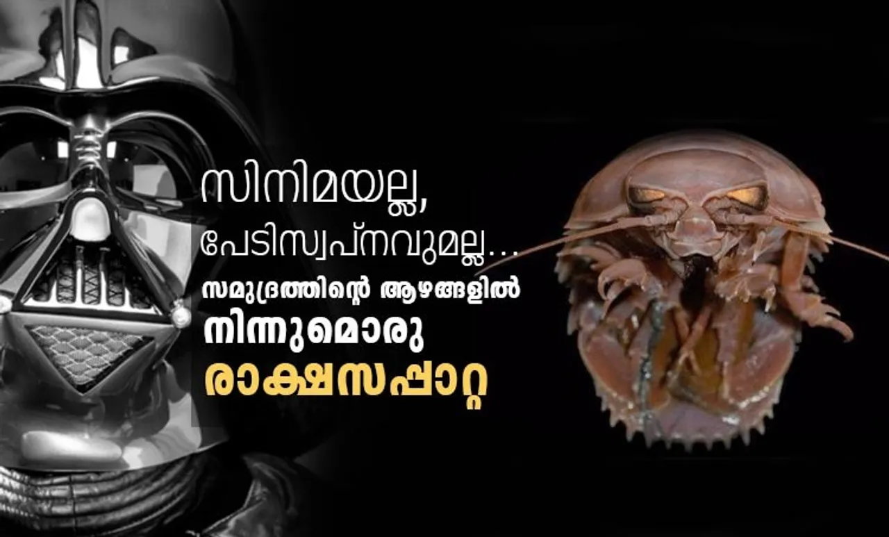 cockroach, rakasa cockroach, cockroaches india, indian ocean, indian ocean cockroaches, indian express news, Bathynomus raksasa, ബാത്തിണോമസ് രാക്ഷസന്‍, supergiant Bathynomus, ഭീമന്‍ ബാത്തിണോമസ്, cockroach of the sea, കടലിലെ പാറ്റ