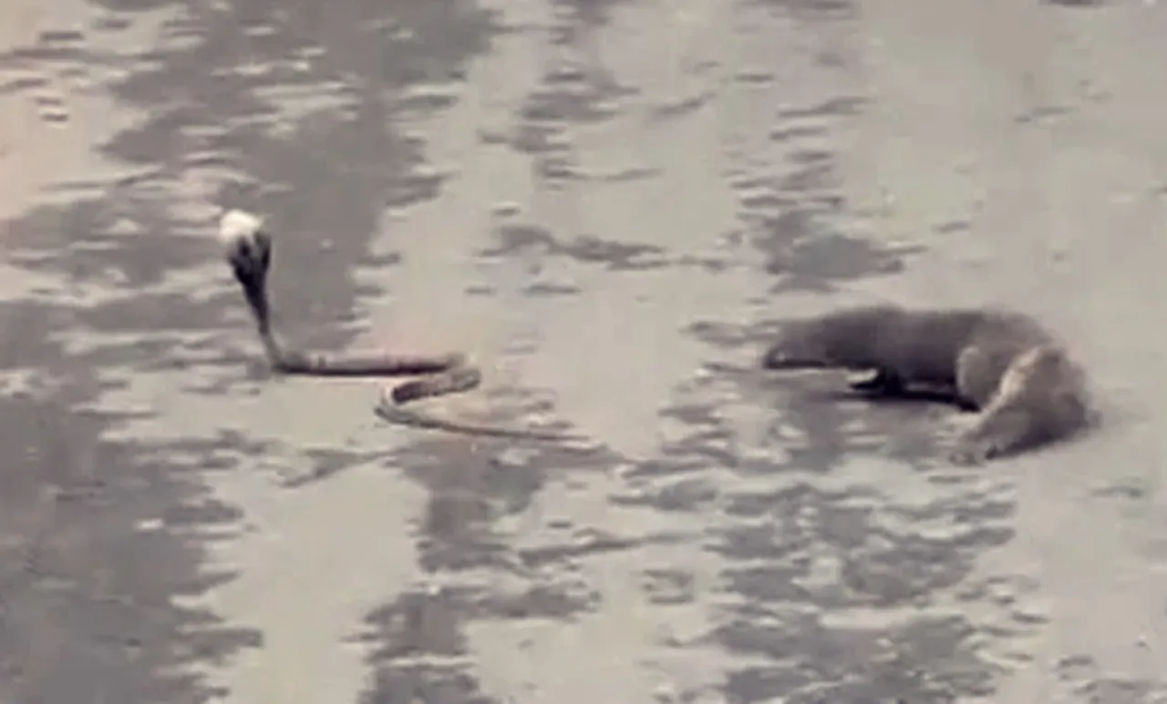 Snake Vs Mongoose,Snake And Mongoose Fight,viral video, iemalayalam