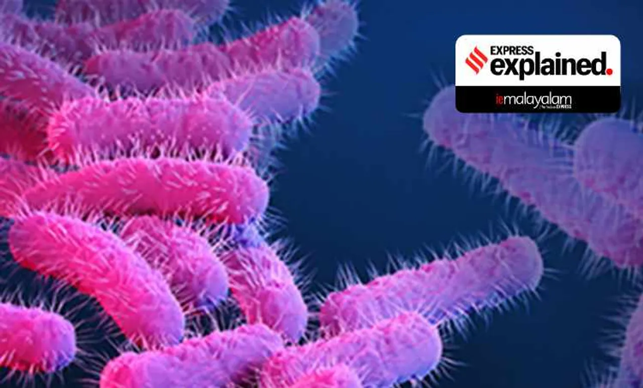 health department, ആരോഗ്യവകുപ്പ്, kerala news, shigella, ഷിഗെല്ല, ഷിഗല്ല, bacteria, ബാക്ടീരിയ, Kozhikode, കോഴിക്കോട്, iemalayalam, ഐഇ മലയാളം