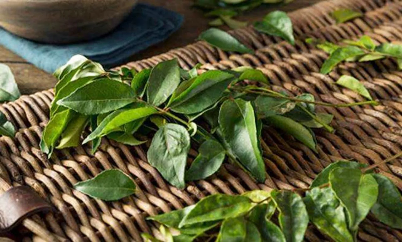 curry leaves, ie malayalam