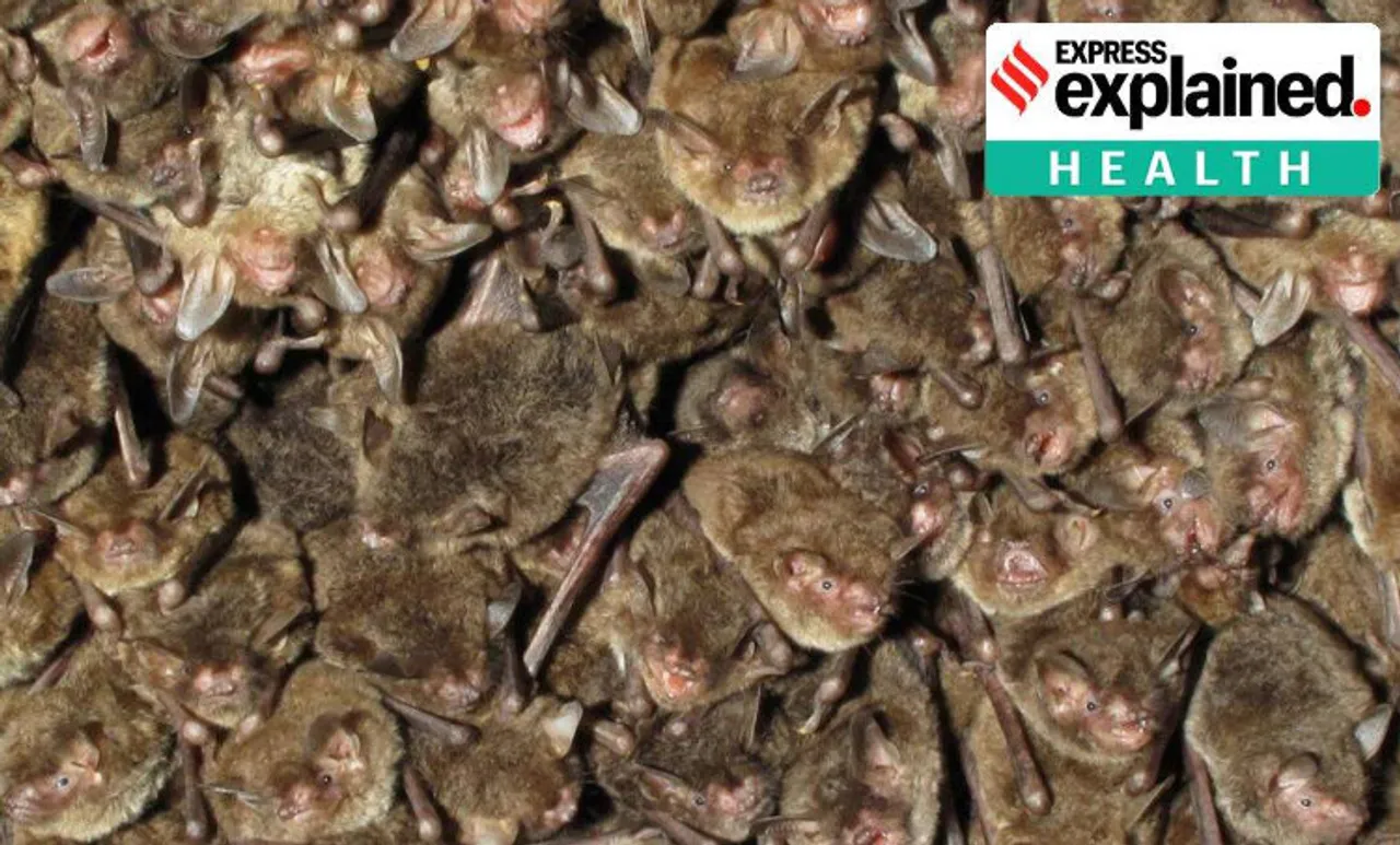 Coronavirus and bats, Covid bats, Covid origins, Covid bats China, Indian Express, കോവിഡ്, കൊറോണ, കൊറോണ വൈറസ്, ie malayalam
