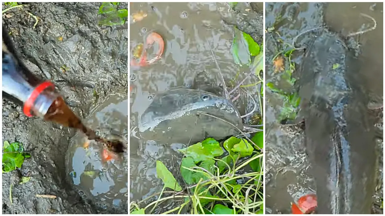 Firoz Chuttippara, Firoz Palakkad, Village Flood Channel, Unique Mud Fishing Using Coca Cola and Egg, ഫിറോസ്, ഫിറോസ് ചുട്ടിപ്പാറ, കൊക്കക്കോള മീൻപിടിത്തം, കൊക്കക്കോള മീൻപിടുത്തം, ഫിറോസ് പാലക്കാട്, വില്ലേജ് ഫുഡ് ചാനൽ, Malayalam Youtubers, Malayali Youtubers, Firoz and Ratheesh, ഫിറോസും രതീഷും, Malayali Vloggers, Malayalai Youtubers, മലയാളി യൂട്യൂബർമാർ, ie malayalam
