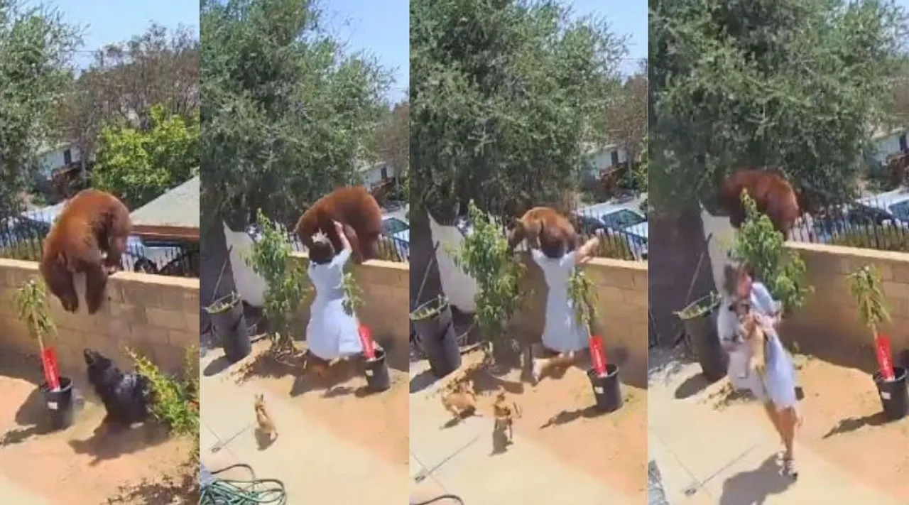 girl saves dogs from bear, girl pushes bear to save dogs, girl save dogs bear attack, girl fights bear save pet dogs, viral video, indian express malayalam