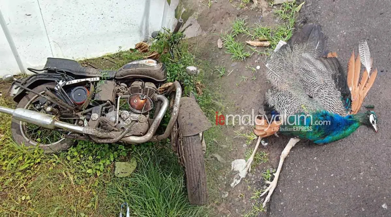 bike accident, bike accident death thrissur, peacock hits on bike death, Peacock hits young couple riding two wheeler,peacock hits on bike death thrissur, peacock hits on bike thrissur, indian express malayalam, ie malayalam
