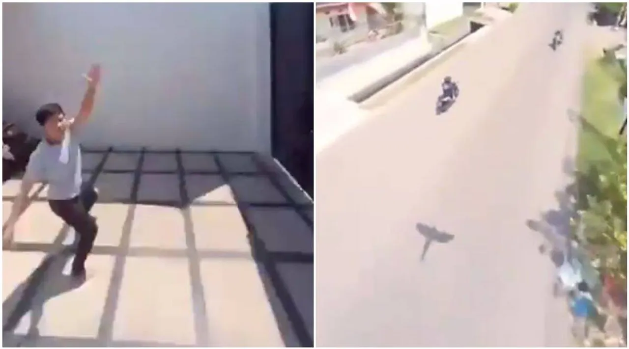 ഫോണും തട്ടിയെടുത്ത് പറന്ന് തത്ത; വൈറലായി ക്യാമറയിലെ ദൃശ്യങ്ങൾ