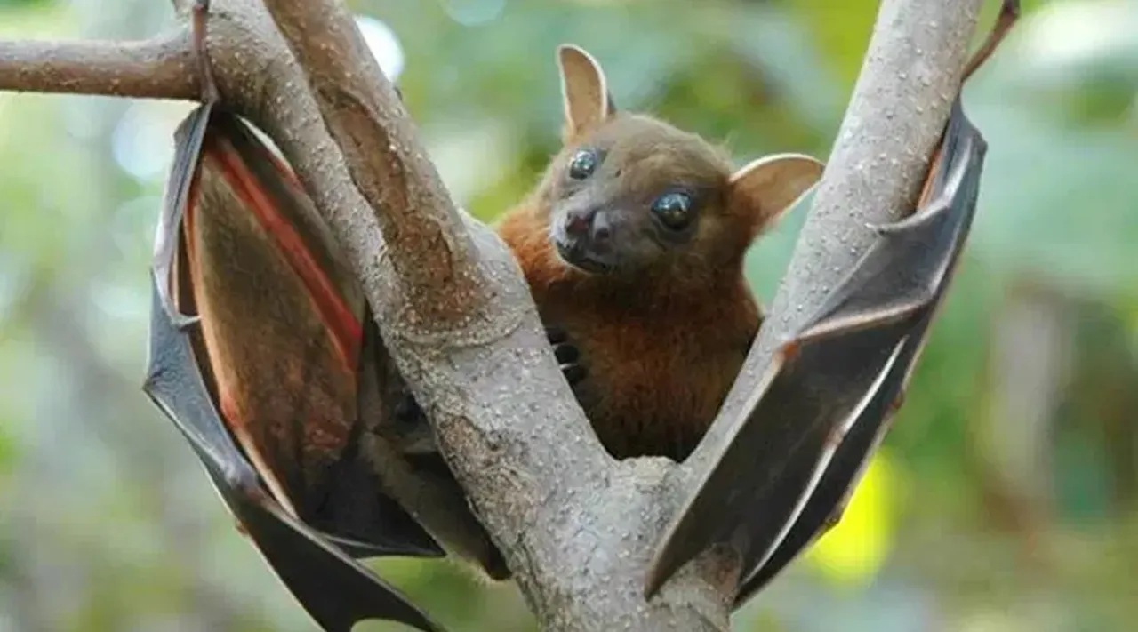 Nipah Virus, Nipah Virus Kozhikode, Nipah Virus Kerala, Nipah Virus symptoms Kerala, Kerala Nipah Virus case, Nipah Virus outbreak, what is Nipah Virus, നിപ വൈറസ്, നിപ, veena george, minister veena george, kerala health minister veena george, indian express malayalam, ie malayalam