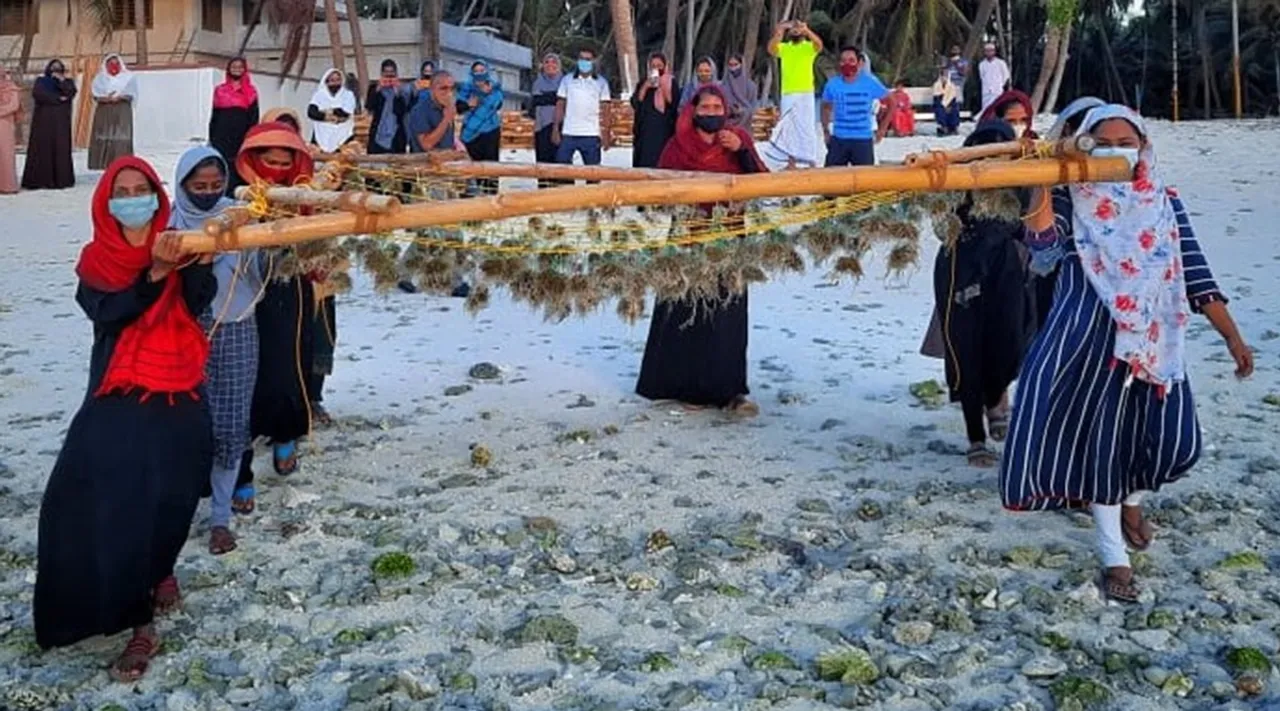 Lakshadweep, Lakshadweep starts seaweed farming, Lakshadweep launches seaweed farming, Large-scale seaweed farming Lakshadweep, CMFRI, Central Marine Fisheries Research Institute, Edulis seaweed Lakshadweep, Lakshadweep administrator Praful Khoda Patel, Indian Express Malayalam, ie malayalam