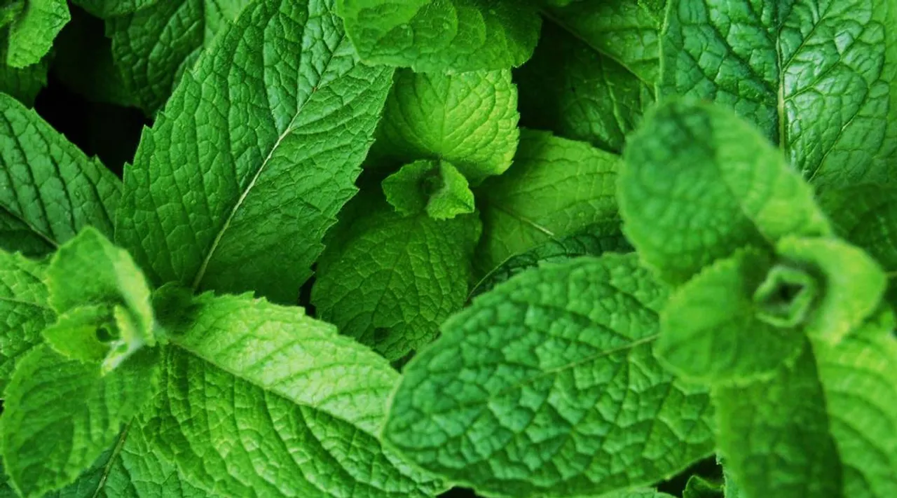 pudina, mint, ie malayalam