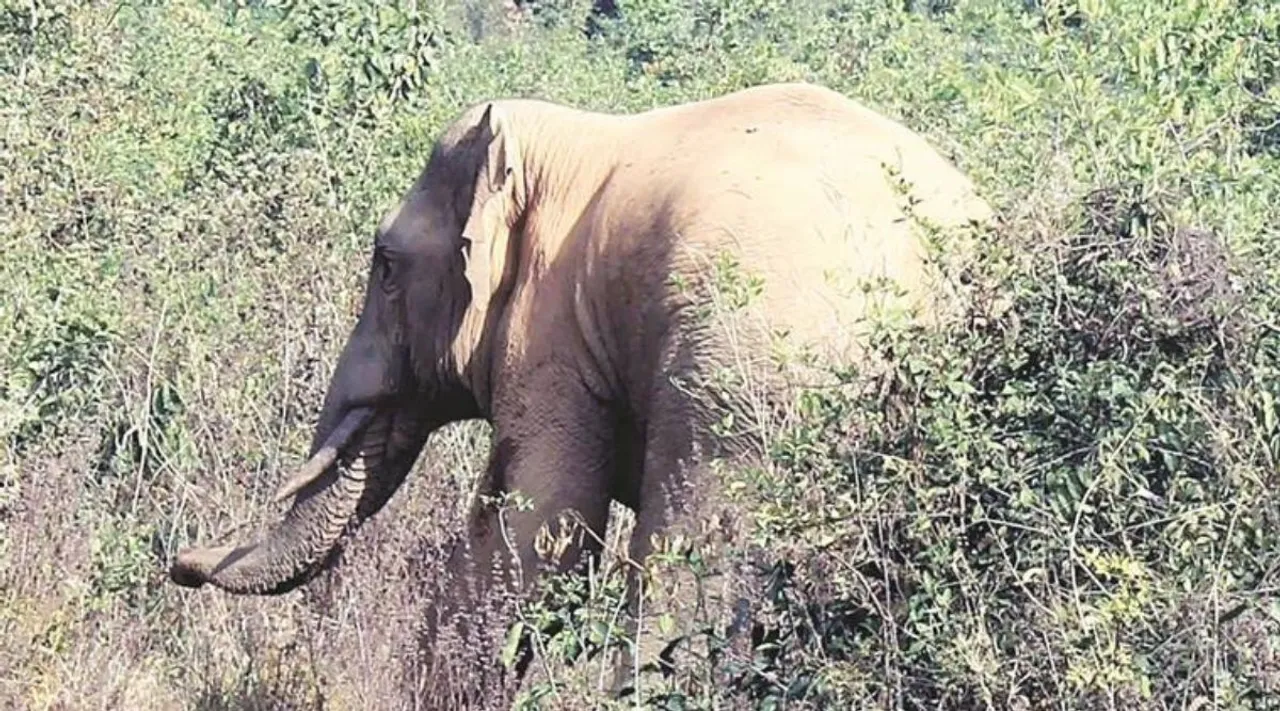 wild Elephant, elephant attack