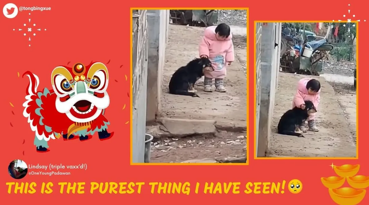 Viral video, girl cover dogs ears, China, ie malayalam