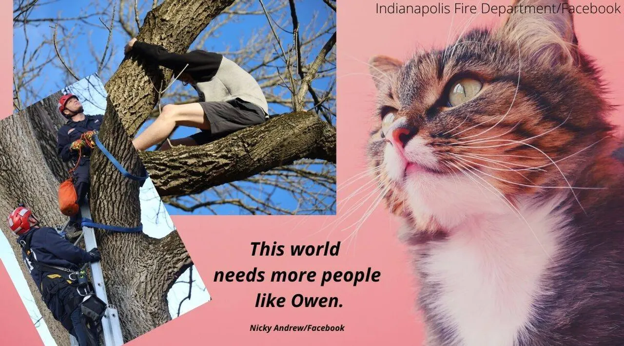 Viral Video, Cat RESCUE