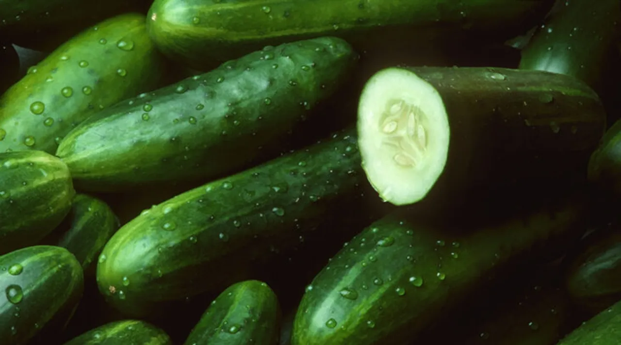 cucumber, health, ie malayalam