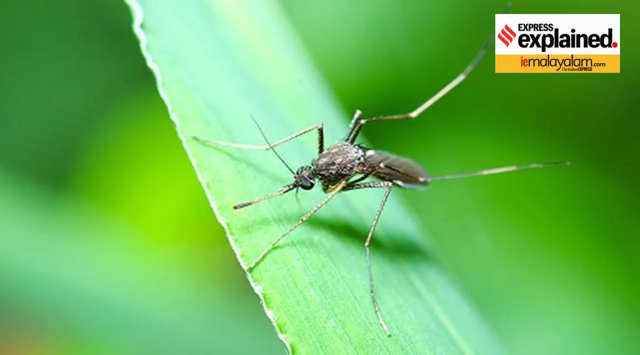 West Nile Fever, Explained