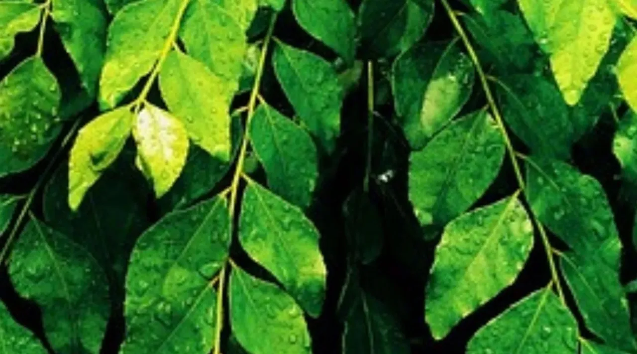 പേരക്കയുടെ പോഷകാഹാര ഗുണങ്ങൾ
