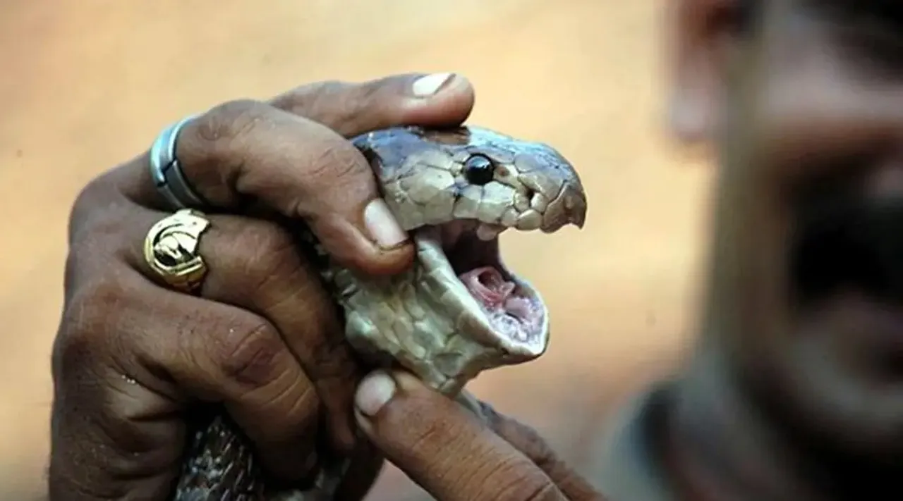 Snake bite Kerala, Snake bite compensation