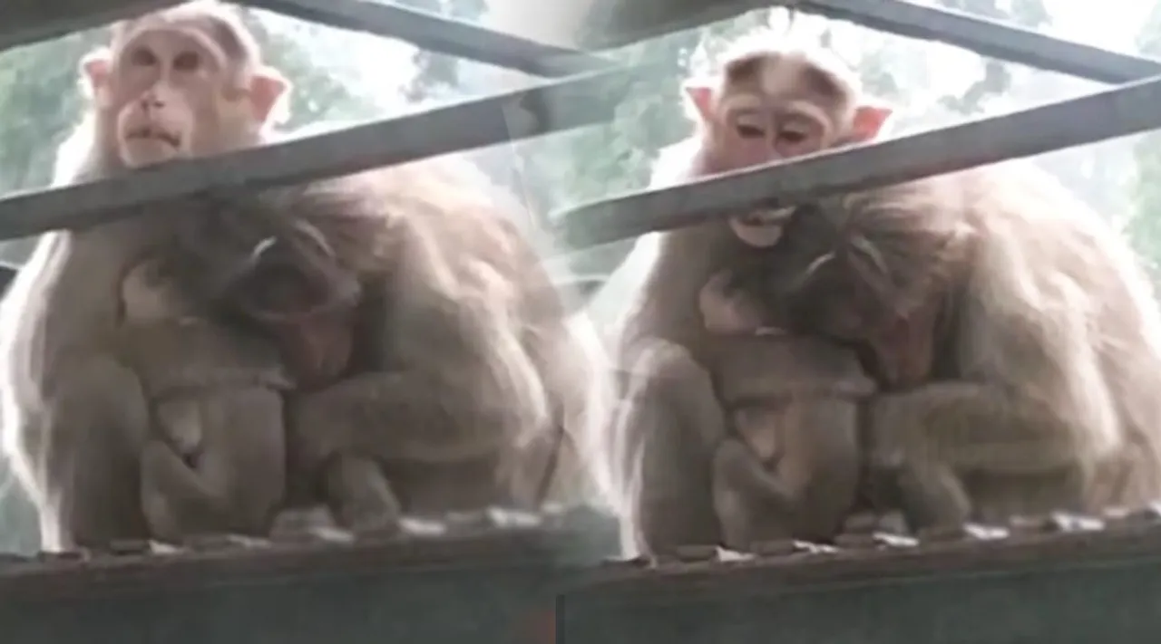Viral Video, Monkey