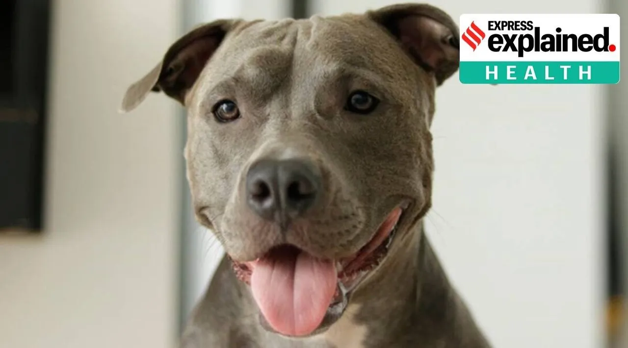 Monkeypox, Dog Monkeypox, Monkeypox animals prevention