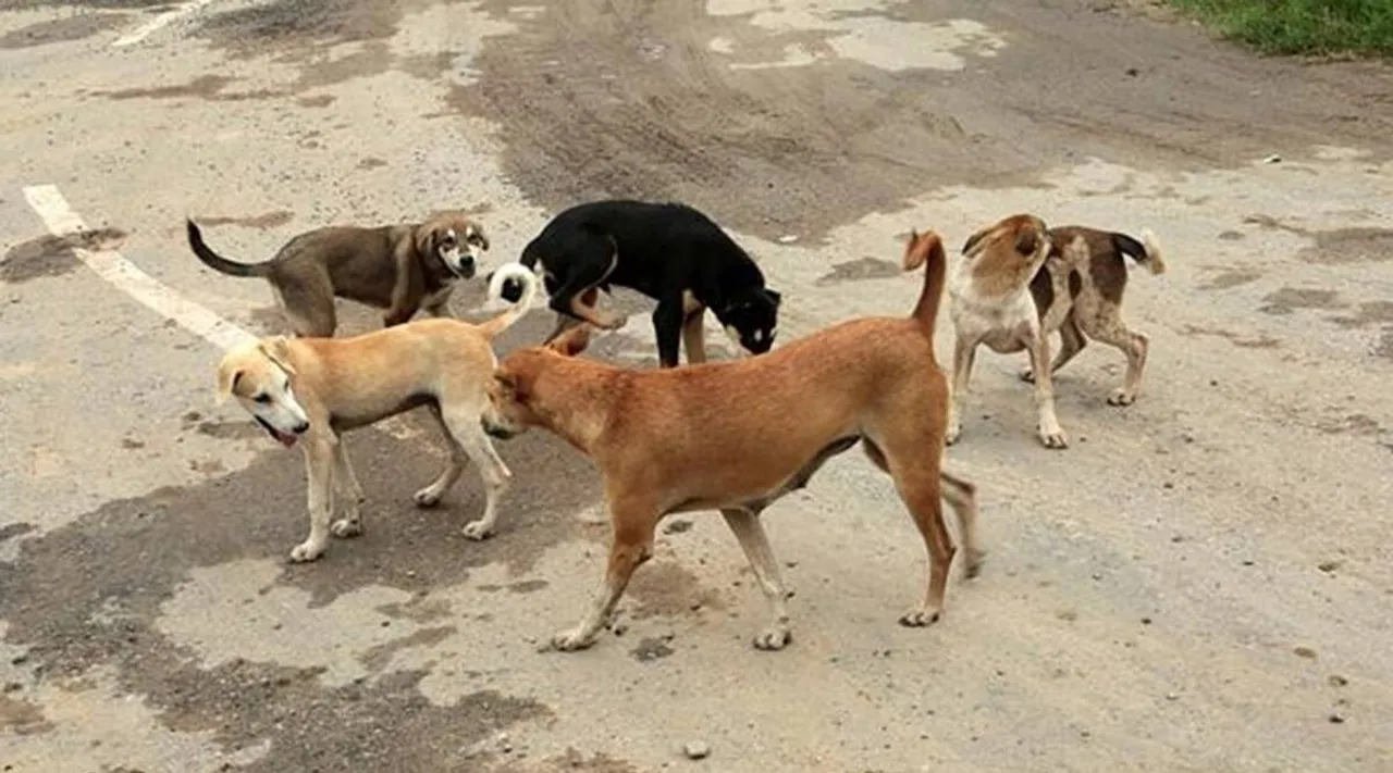 Stray dogs| Rabies death| dog bite
