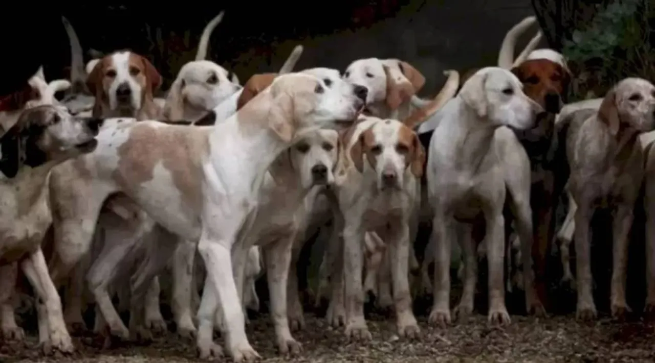 optical illusion pictures, tiger among dogs, optical illusion viral