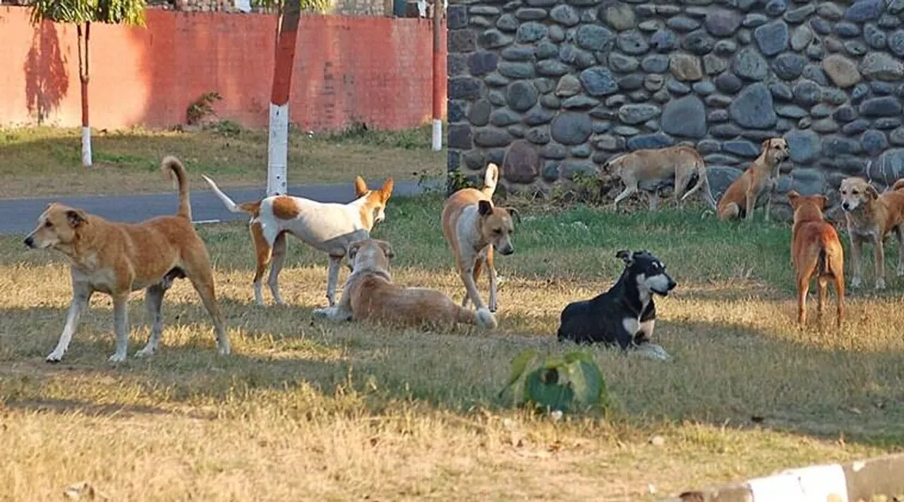 Stray Dog Attack, Kerala High Court, Rabies death Kerala