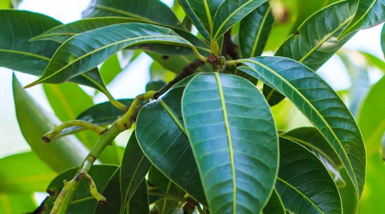 Mango Leaves, health, ie malayalam