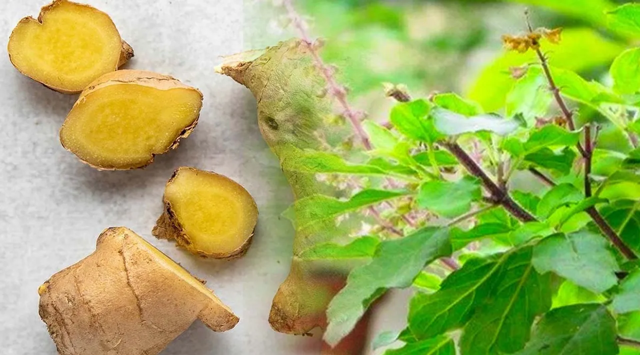 ginger, thulasi, ie malayalam